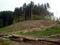 Закарпатські держекологи виявили порушення в ДП «Брустурянське ЛМГ»